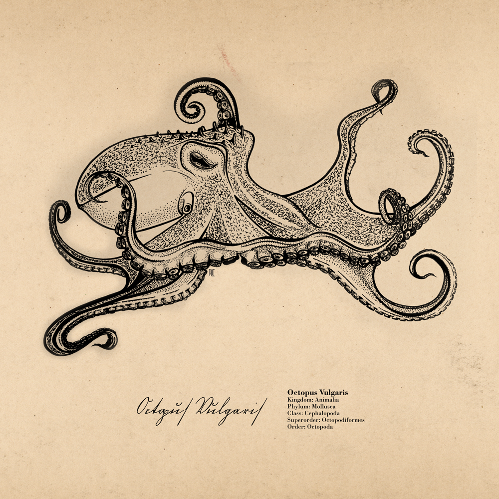 Octopus Vulgaris & Shrimp Mantis